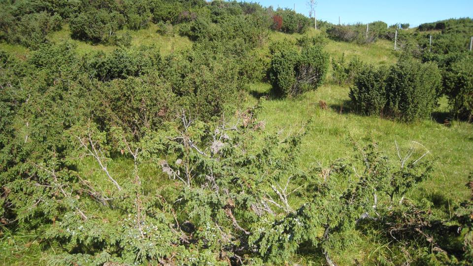 Lenke til artikkel: Nye naturtyperegistreringer i Naturbasen